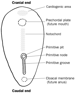 Gastrulation_1