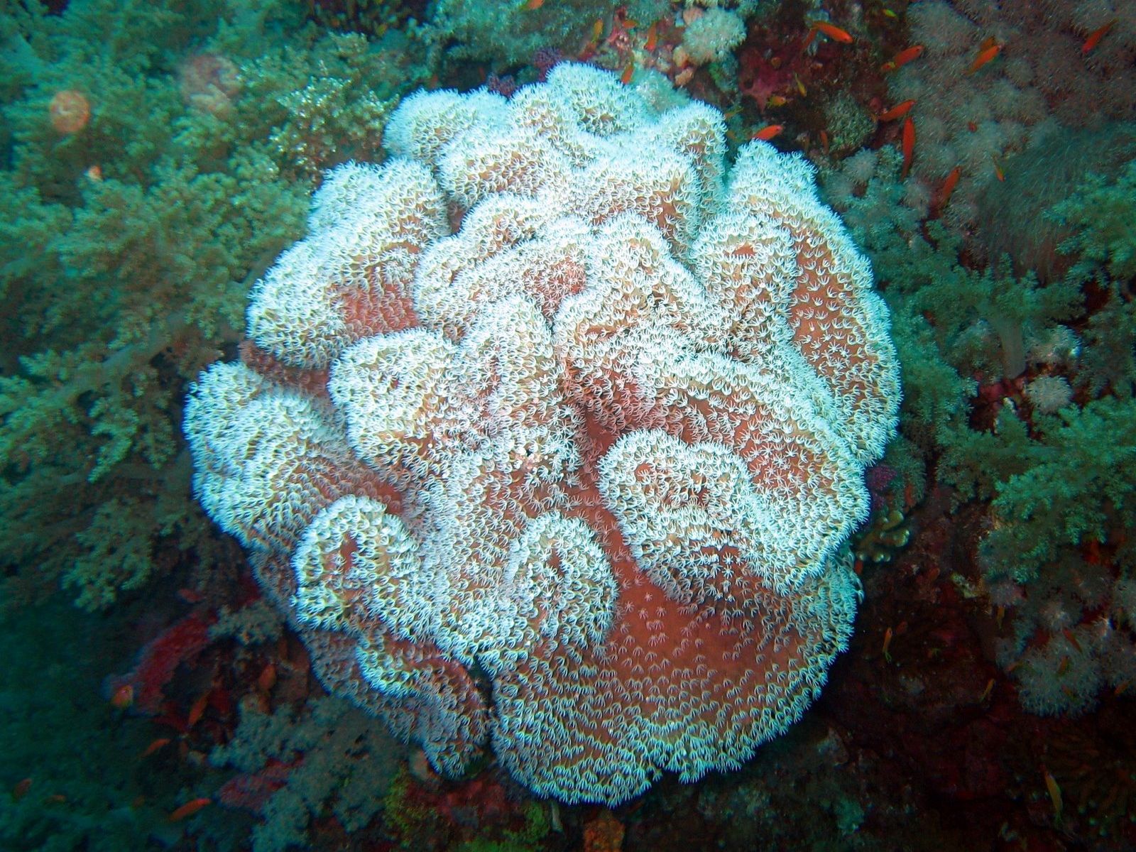 soft-coral