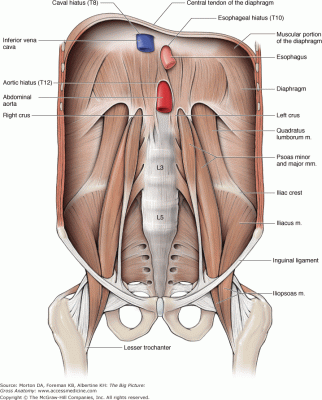 muscles-lig. back abdom wall