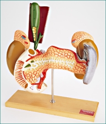 adrenals-pancreas