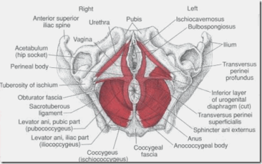 coccygeal and perineal bodies
