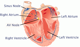 HEART av &amp; sinus node