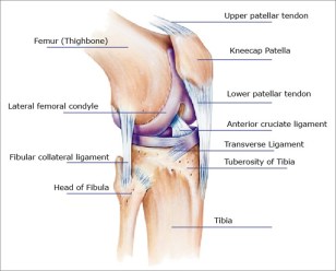 knee-tendons-ligaments