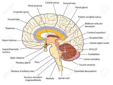 pineal, pituitary etc