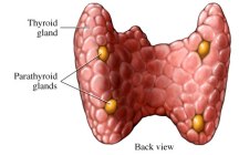 thyroid+parathyroid